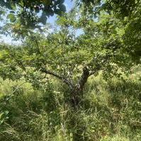 Regenerated Tree