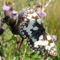 Marbled White