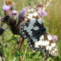 Marbled White