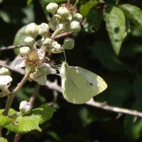 Small White