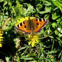 Small Tortoiseshell