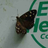 Speckled Wood