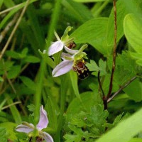 Bee Orchid