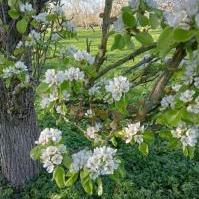 Pear Blossom