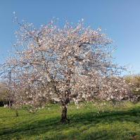 Cherry Blossom 2025