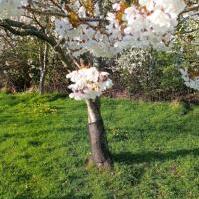 Cherry Blossom 2025