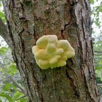 Chicken In The Wood