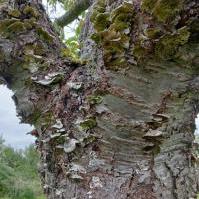 Lichens on Cherry