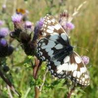 Marbled White