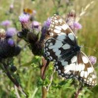 Marbled White