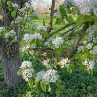 Pear Blossom 2025