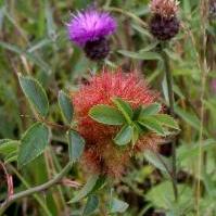 Robins Pincushion