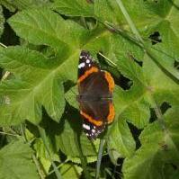 Red Admiral