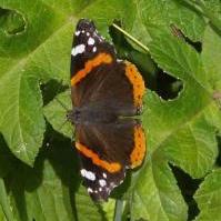 Red Admiral